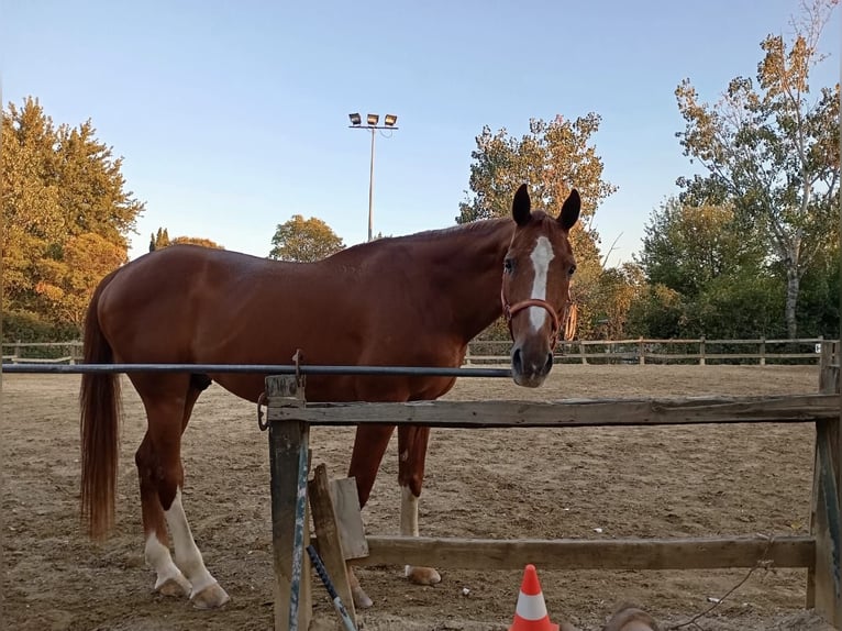 Holstein Gelding 19 years 16 hh Chestnut in Nea Redestos, Thessaloniki