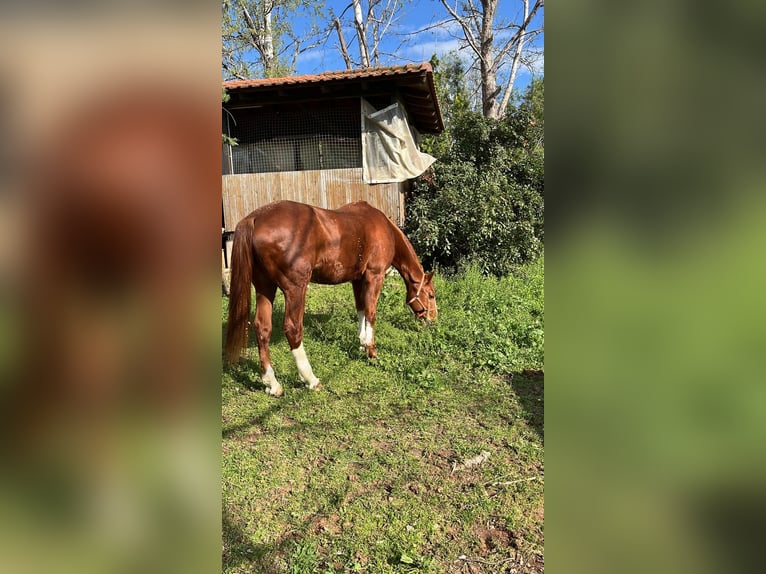 Holstein Gelding 19 years 16 hh Chestnut in Nea Redestos, Thessaloniki