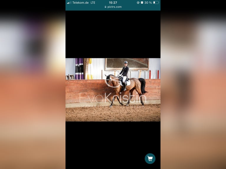 Holstein Gelding 19 years 16,1 hh Brown in Garding