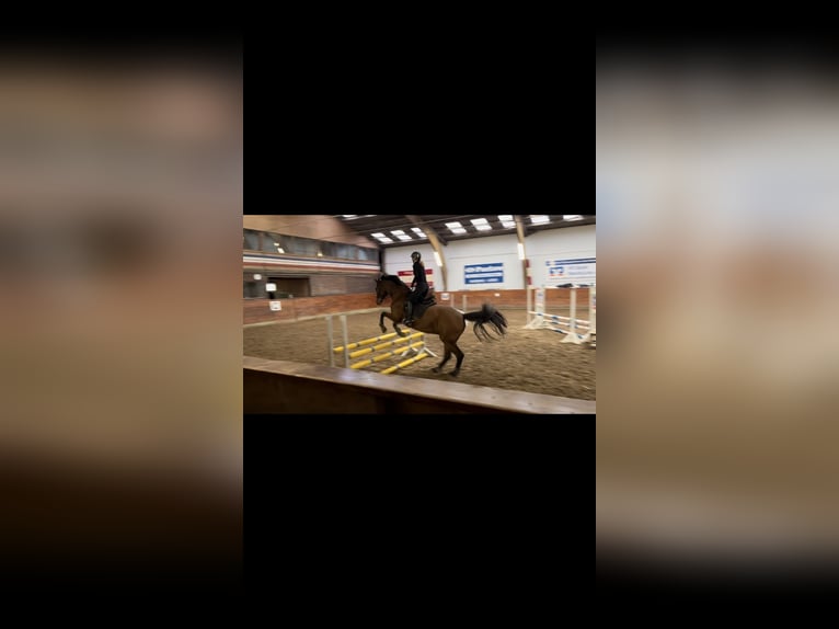 Holstein Gelding 19 years 16,1 hh Brown in Garding