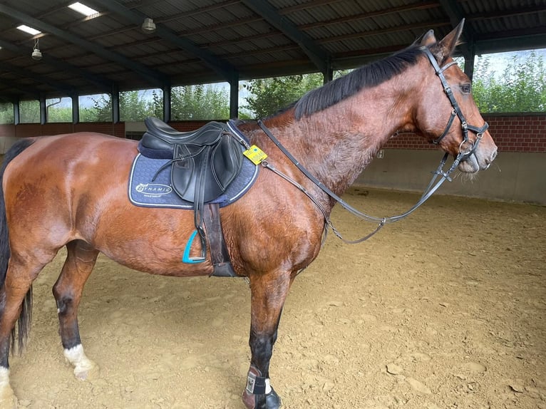 Holstein Gelding 19 years 17 hh Brown in Recklinghausen