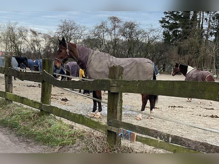 Holstein Gelding 19 years 17 hh Brown in Recklinghausen