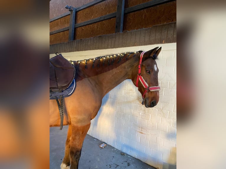 Holstein Gelding 19 years 17 hh Brown in Recklinghausen