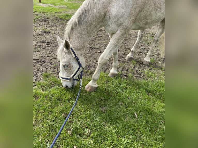 Holstein Gelding 19 years 17 hh Grey-Fleabitten in Berlin