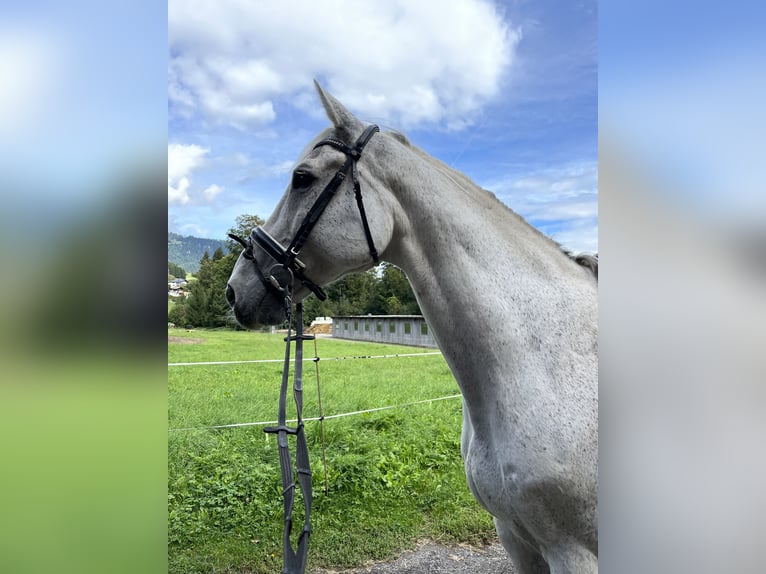 Holstein Gelding 19 years 17 hh Grey in Bruck an der Großglocknerstraße