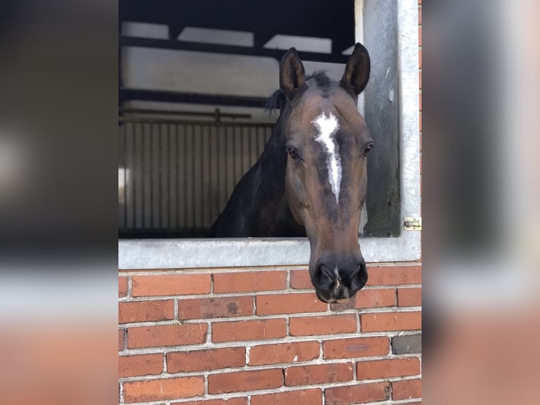 Holstein Gelding 19 years 17,1 hh Bay-Dark in G&#xFC;terslohG&#xFC;tersloh