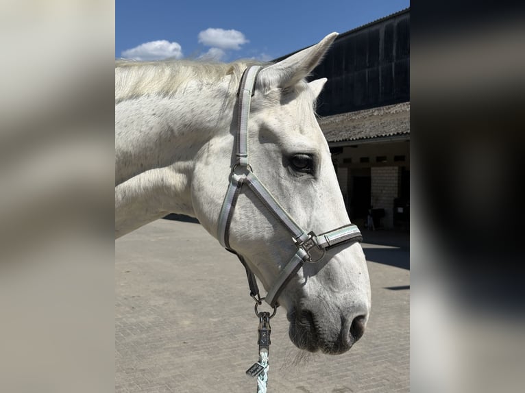 Holstein Gelding 19 years 17,1 hh Grey in Mettmann