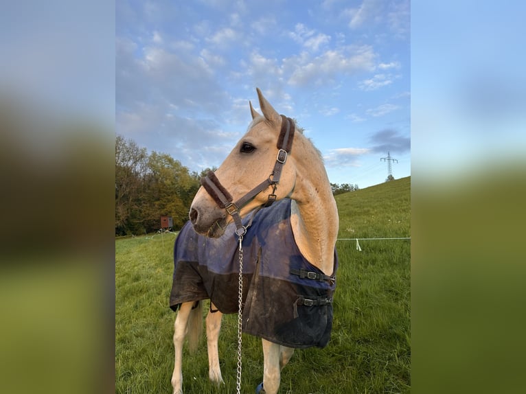 Holstein Gelding 19 years 17,1 hh Grey in Mettmann