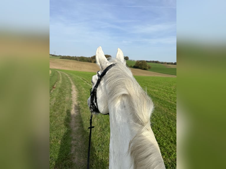 Holstein Gelding 19 years 17,1 hh Grey in Mettmann