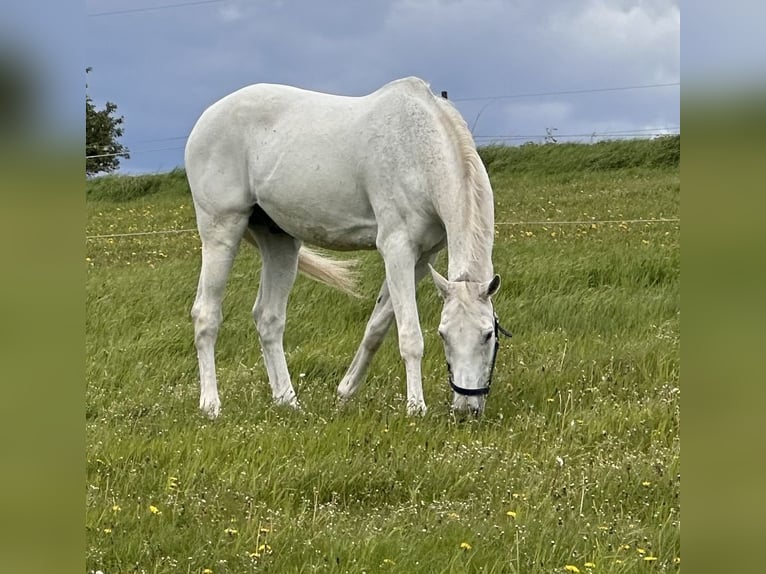 Holstein Gelding 19 years 17,1 hh Grey in Mettmann