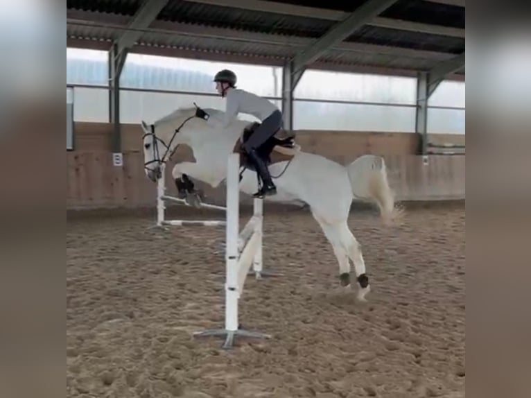 Holstein Gelding 19 years 17,1 hh Grey in Mettmann