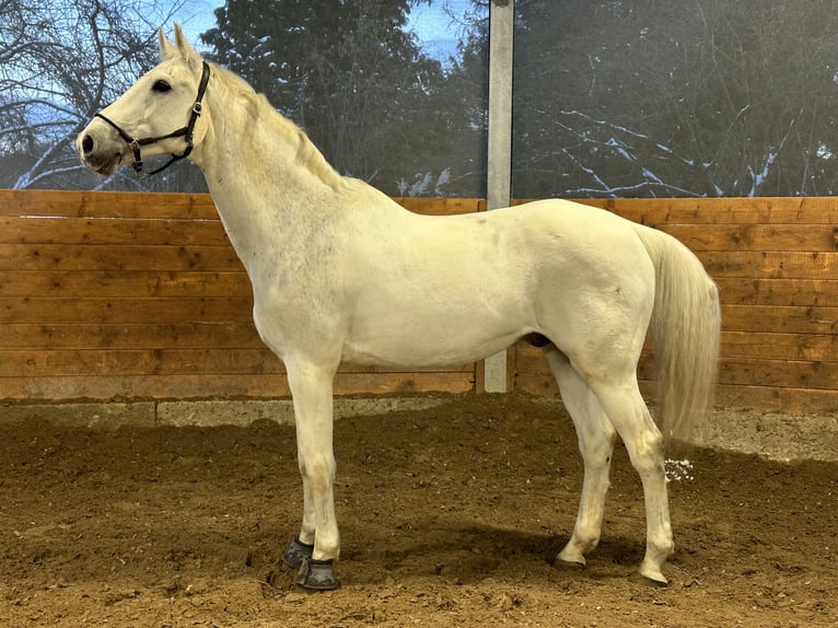 Holstein Gelding 19 years 17,1 hh Grey in Mettmann