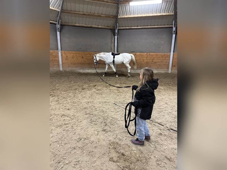Holstein Gelding 19 years 17,1 hh Grey in Mettmann