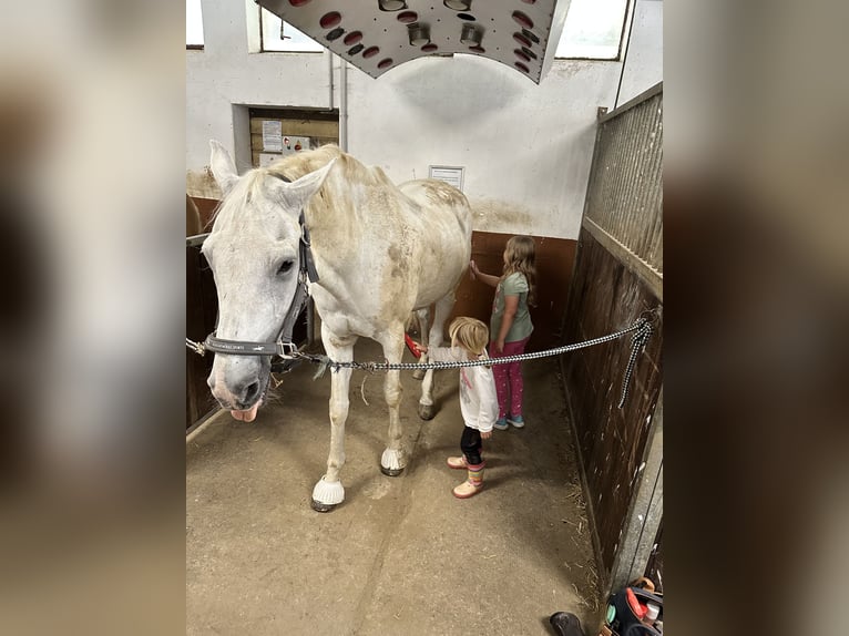 Holstein Gelding 19 years 17,1 hh Grey in Mettmann