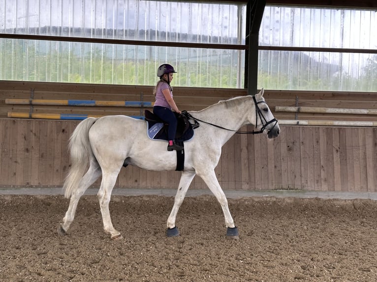 Holstein Gelding 19 years 17,1 hh Grey in Mettmann