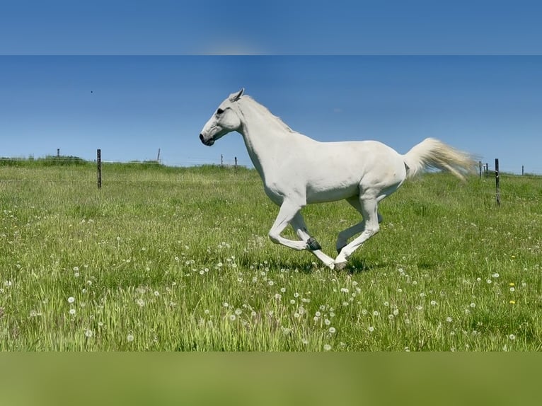 Holstein Gelding 19 years 17,1 hh Grey in Mettmann