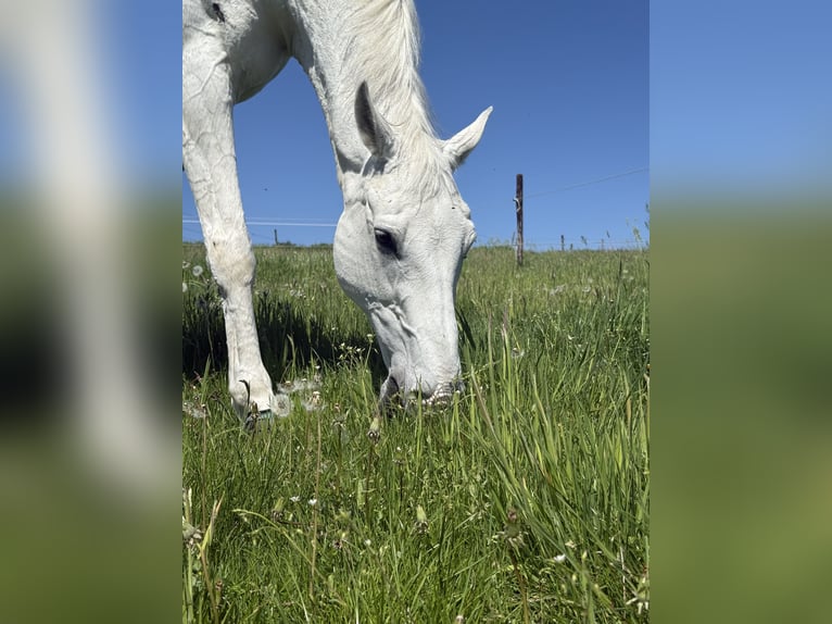 Holstein Gelding 19 years 17,1 hh Grey in Mettmann