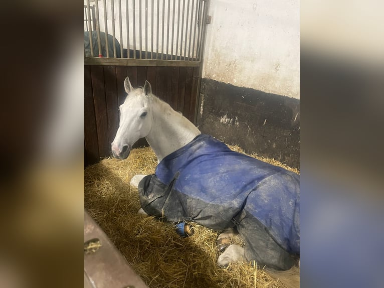 Holstein Gelding 19 years 17,1 hh Grey in Mettmann