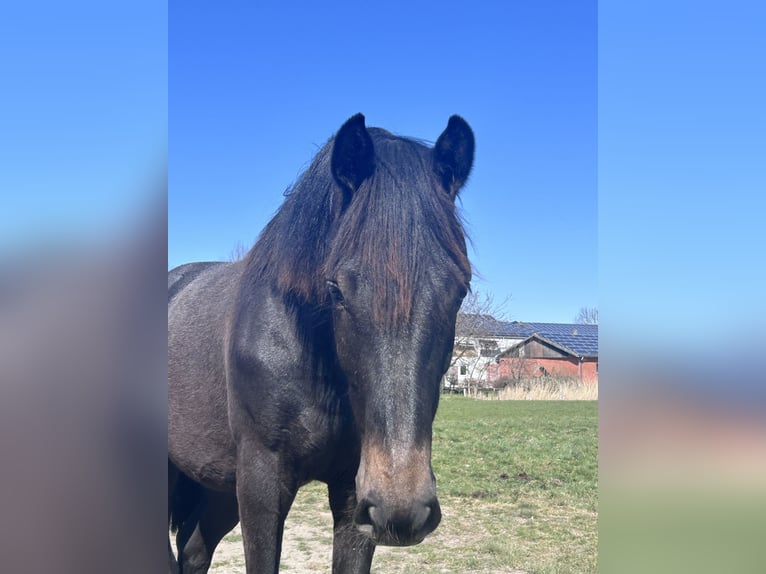Holstein Gelding 1 year 15,2 hh Gray in Sch&#xFC;lp