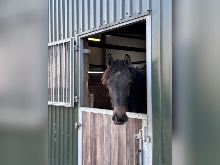 Holstein Gelding 1 year 15,2 hh Gray in Sch&#xFC;lp