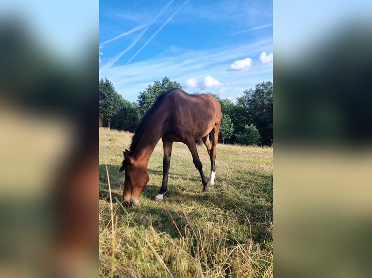Holstein Gelding 1 year 16.3 hh Brown in Bodenrode-Westhausen