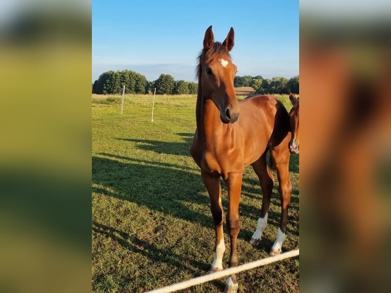 Holstein Gelding 1 year 16,3 hh Brown in Damm