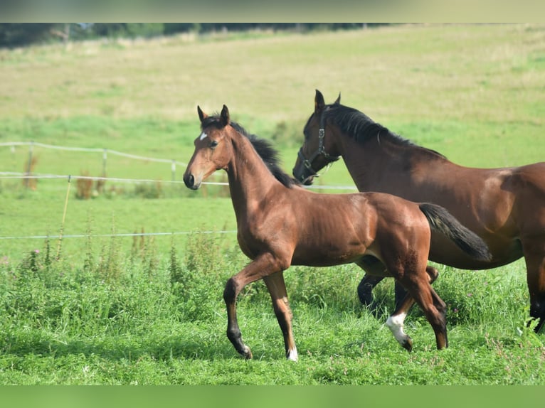 Holstein Gelding 1 year 16,3 hh Brown in Damm