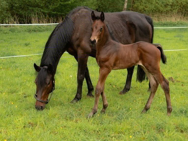 Holstein Gelding 1 year Brown in Oldenburg