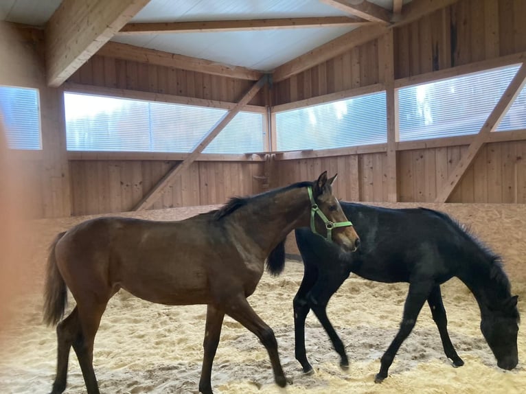 Holstein Gelding 1 year Grey-Dark-Tan in Eichenzell