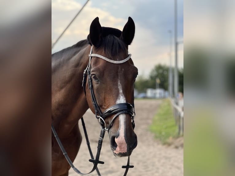 Holstein Gelding 20 years 16.2 hh Brown in Weiterstadt