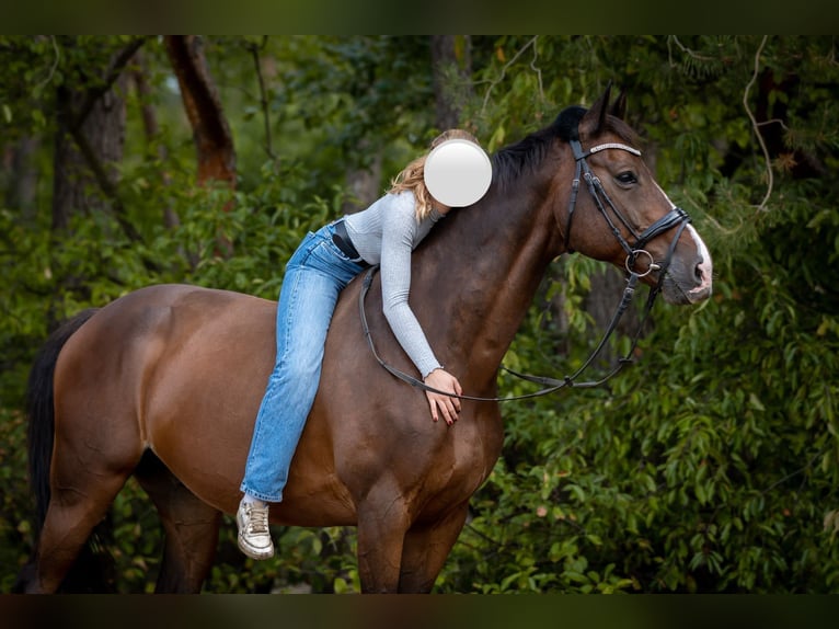 Holstein Gelding 20 years 16.2 hh Brown in Weiterstadt