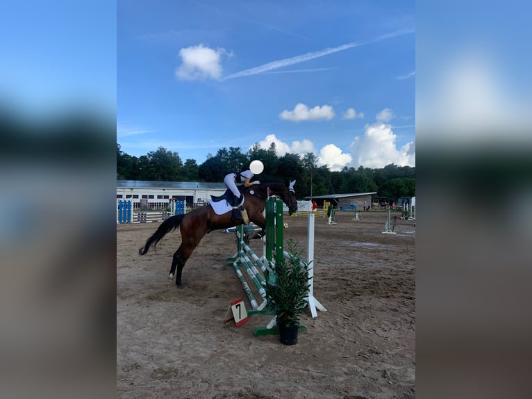 Holstein Gelding 20 years 16.2 hh Brown in Weiterstadt