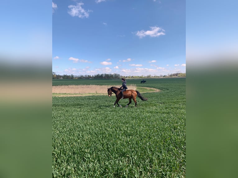 Holstein Gelding 20 years 16 hh Brown in Rostock