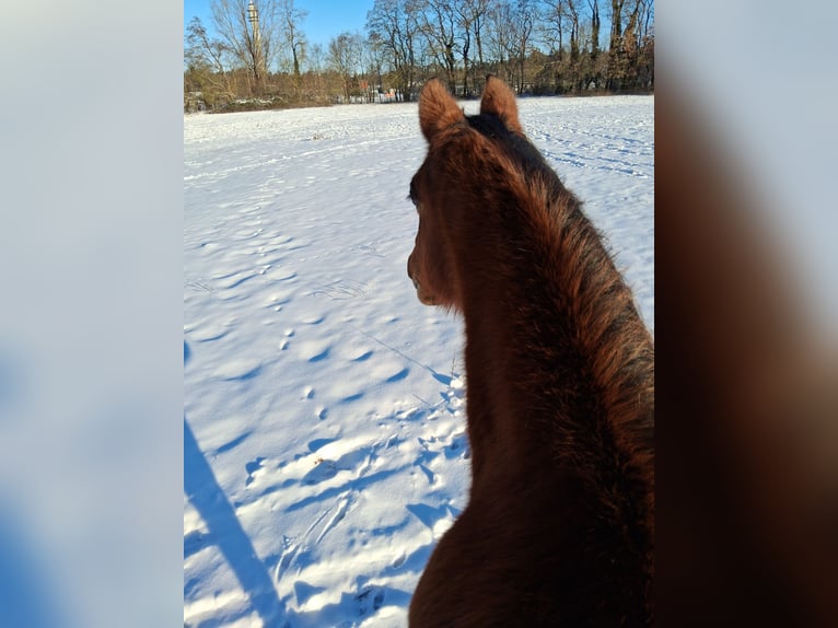 Holstein Gelding 20 years 16 hh Brown in Rostock