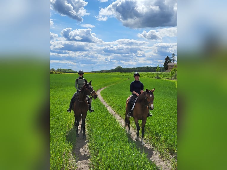 Holstein Gelding 20 years 16 hh Brown in Rostock