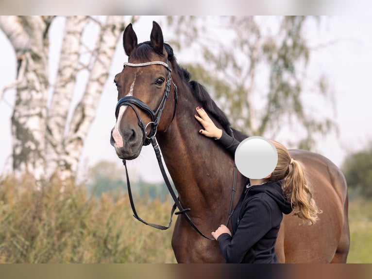 Holstein Gelding 20 years 16,2 hh Brown in Weiterstadt