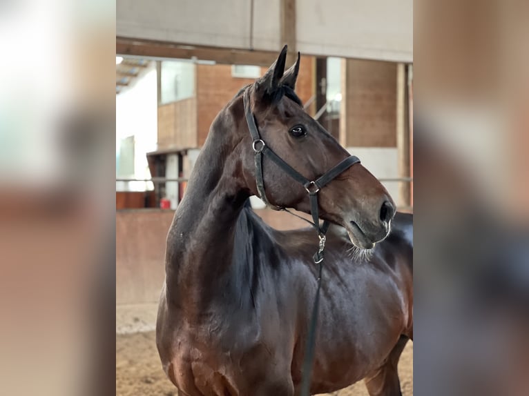 Holstein Gelding 20 years 17,2 hh Bay-Dark in Bruchköbel