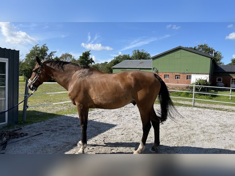 Holstein Gelding 20 years 17,2 hh in Niebüll