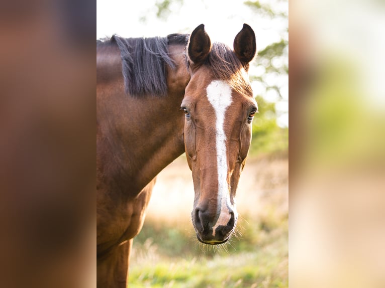 Holstein Gelding 20 years 17,2 hh in Niebüll