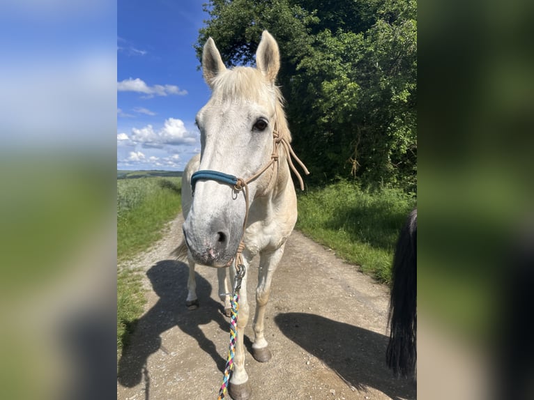 Holstein Gelding 20 years 17 hh Grey in Mellrichstadt