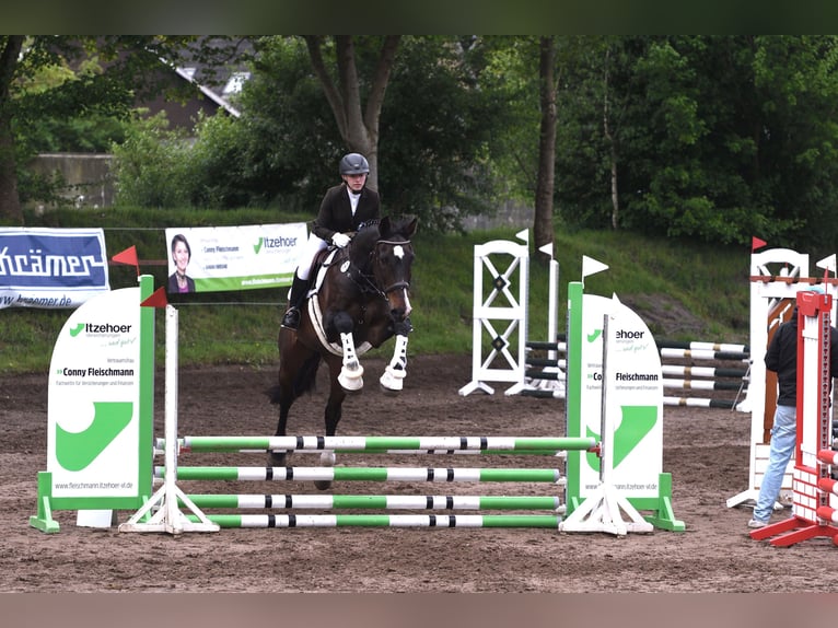 Holstein Gelding 20 years 17,1 hh Bay-Dark in Fockbek