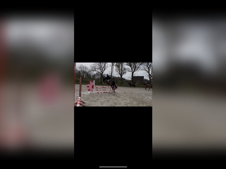 Holstein Gelding 20 years 17,1 hh Bay-Dark in Fockbek