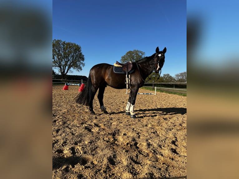 Holstein Gelding 20 years 17,1 hh Bay-Dark in Fockbek