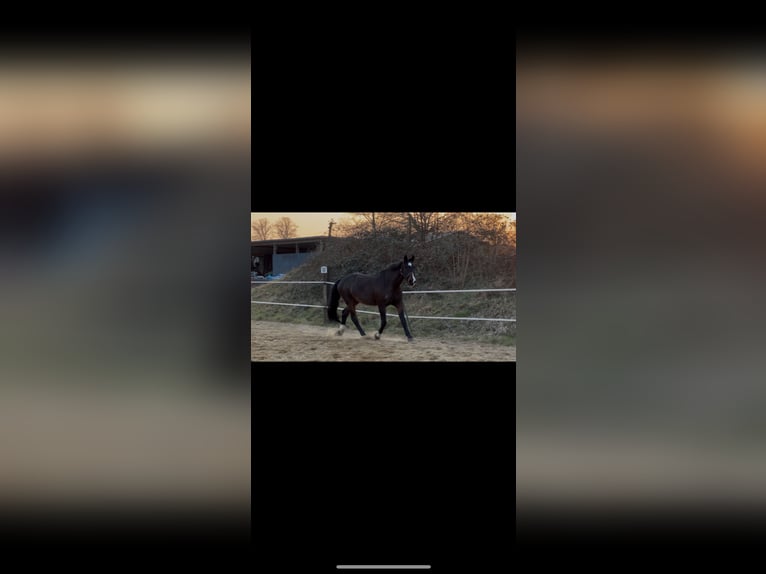 Holstein Gelding 20 years 17,1 hh Bay-Dark in Fockbek
