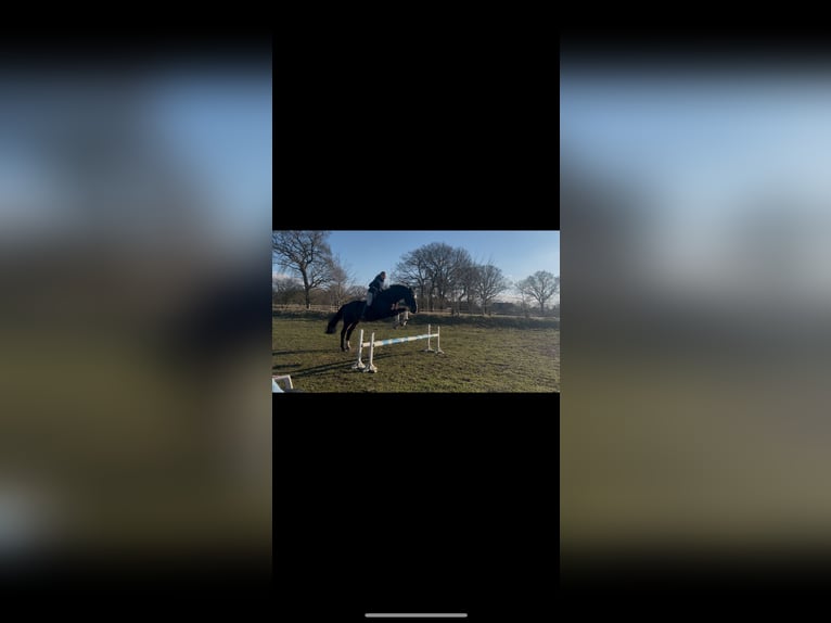 Holstein Gelding 20 years 17,1 hh Bay-Dark in Fockbek