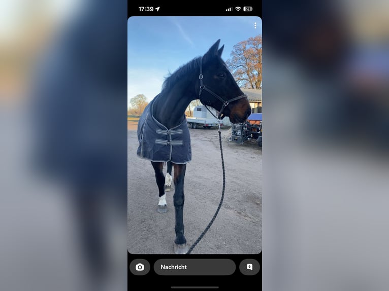 Holstein Gelding 20 years 17,1 hh Bay-Dark in Fockbek