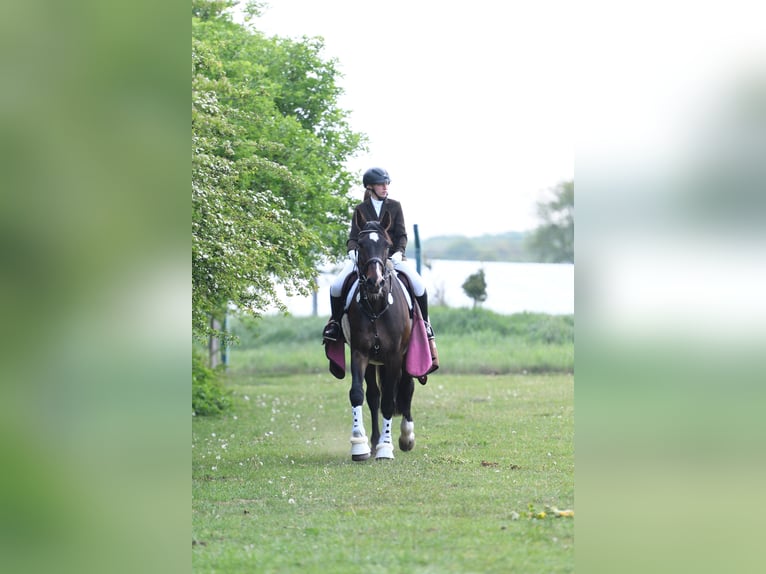 Holstein Gelding 20 years 17,1 hh Bay-Dark in Fockbek