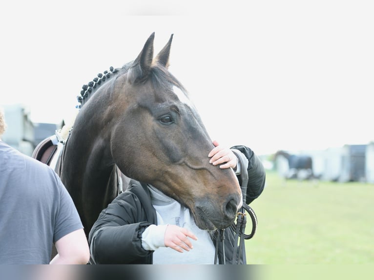 Holstein Gelding 20 years 17,1 hh Bay-Dark in Fockbek