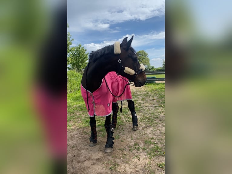 Holstein Gelding 20 years 17,1 hh Bay-Dark in Fockbek