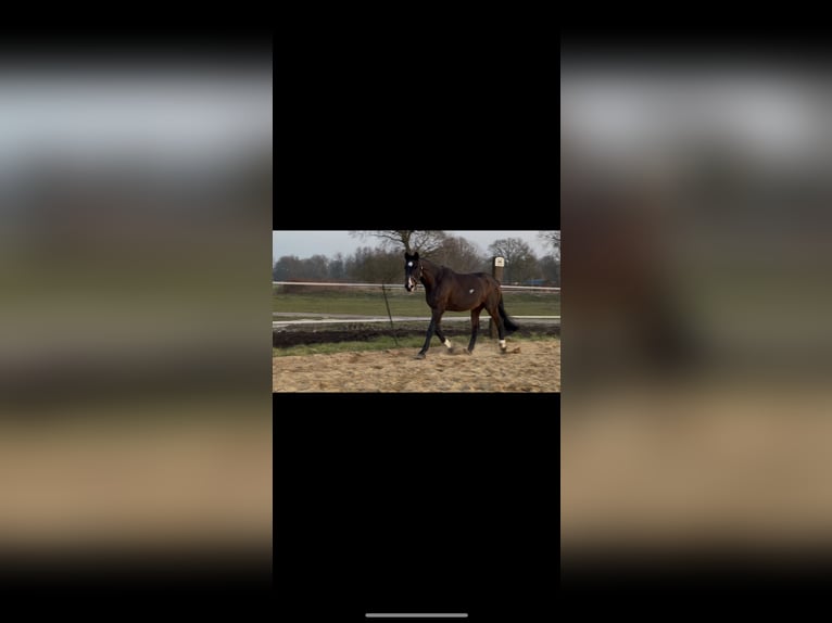 Holstein Gelding 20 years 17,1 hh Bay-Dark in Fockbek
